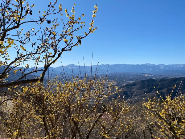 投稿：宝登山の蝋梅