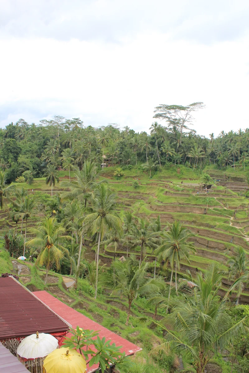 投稿写真：ライステラス