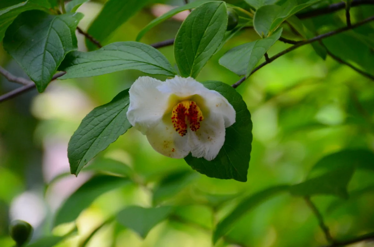 投稿写真：沙羅双樹