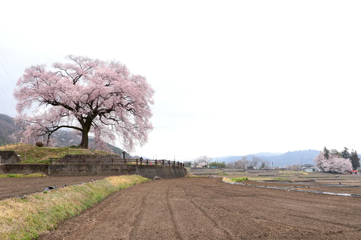 投稿写真：一本桜