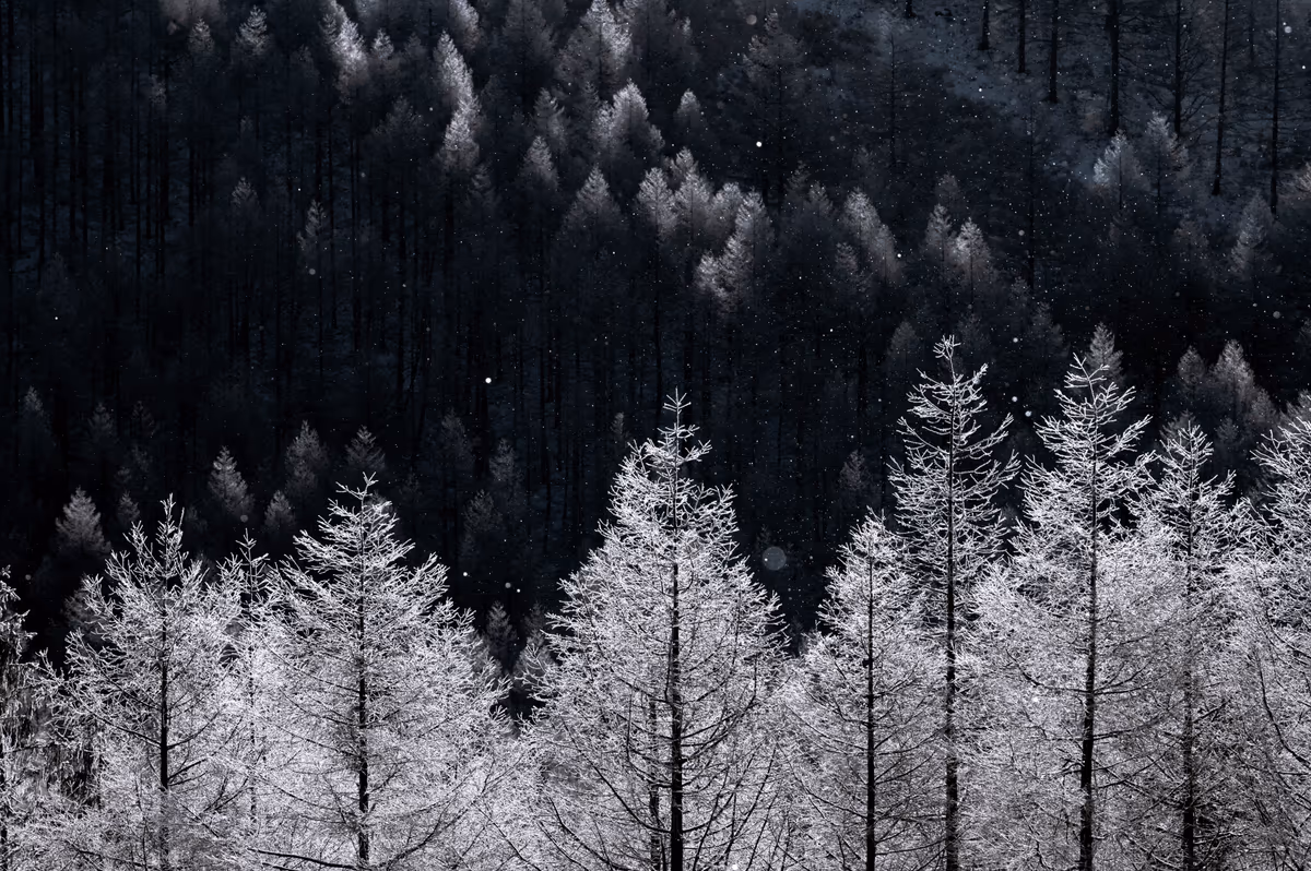 投稿写真：霧氷の時間