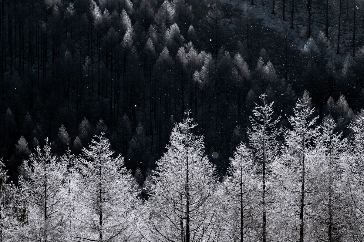 投稿写真：霧氷の時間