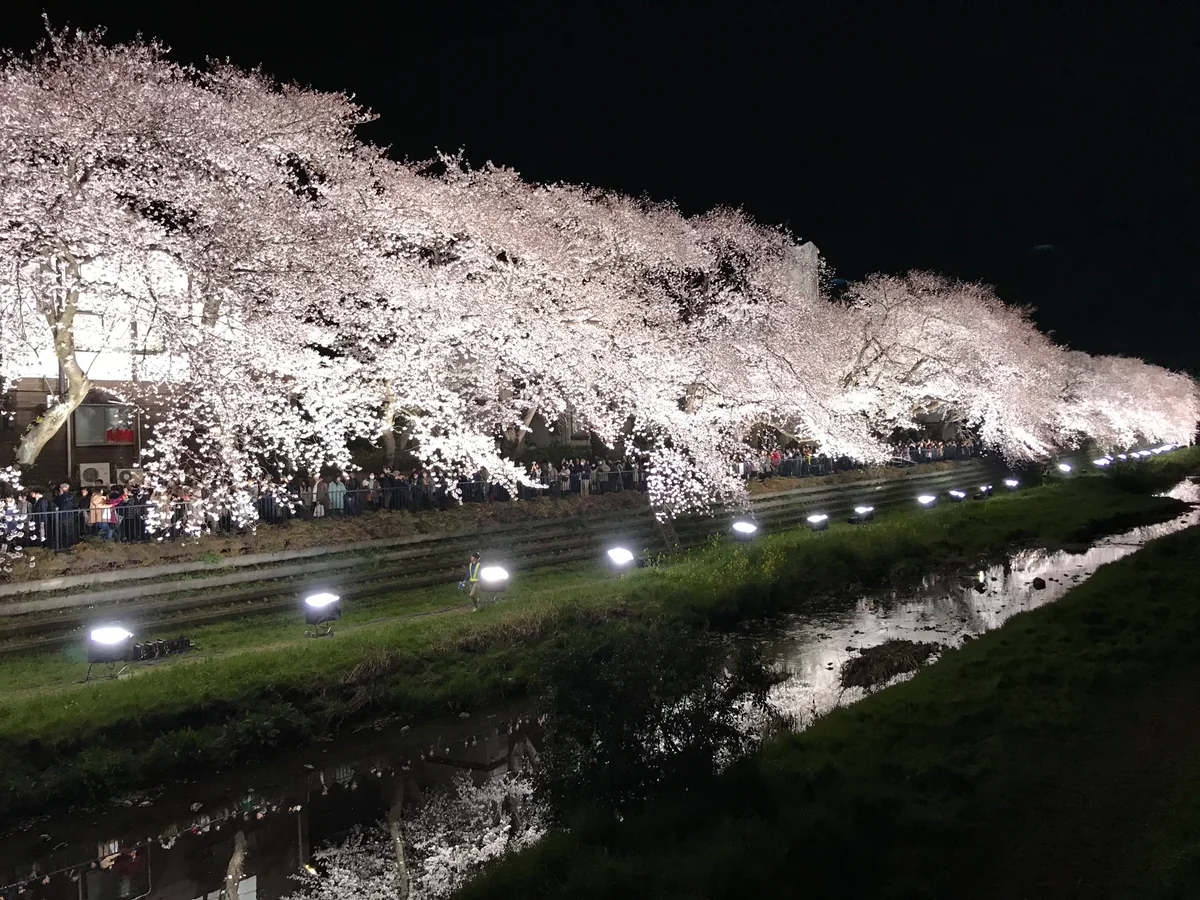 投稿写真：一夜限りのライトアップ