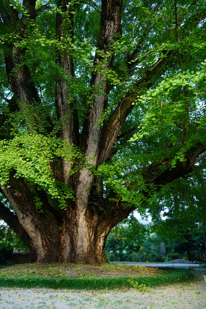 投稿写真：浄善寺の大銀杏