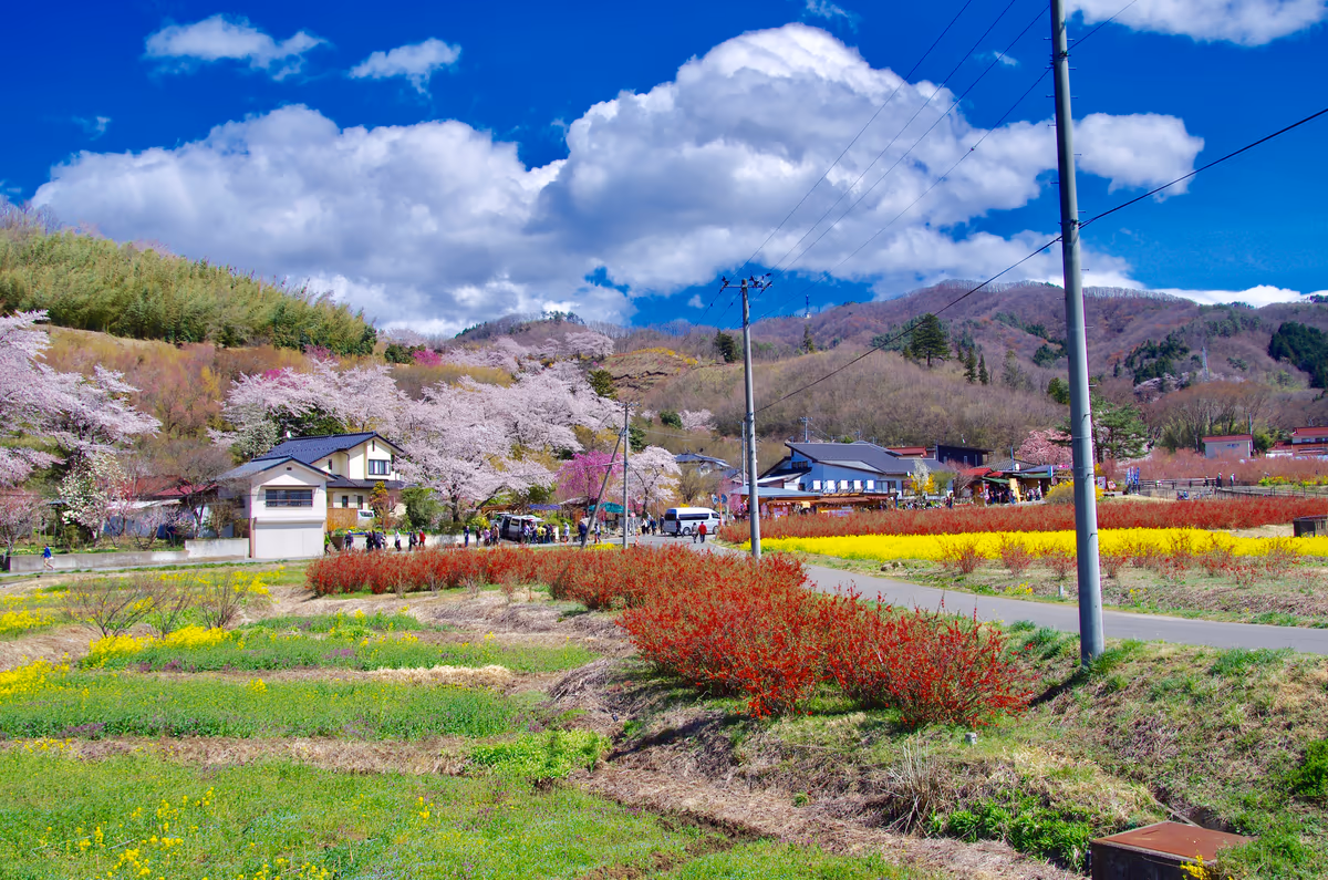 投稿写真：福島県福島市 花見山公園