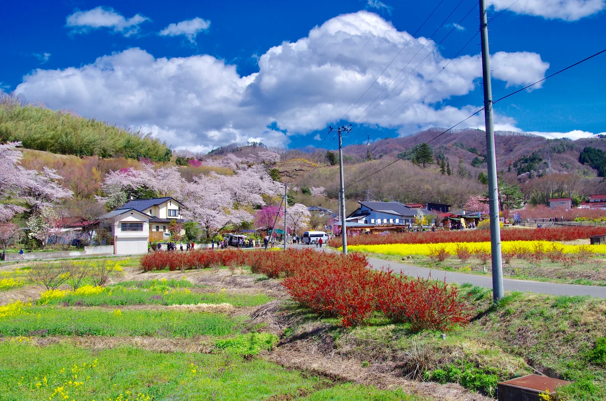 投稿写真：福島県福島市 花見山公園