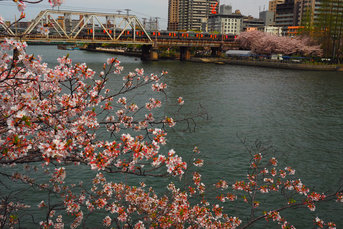 投稿写真：大阪環状線と桜
