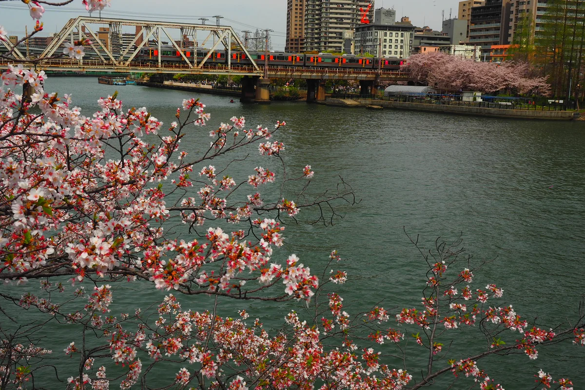 投稿写真：大阪環状線と桜
