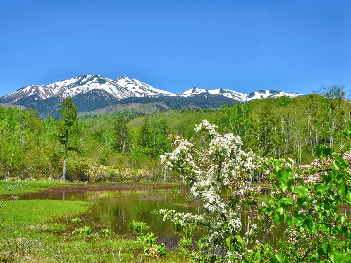 投稿写真：白い花と残雪の乗鞍岳