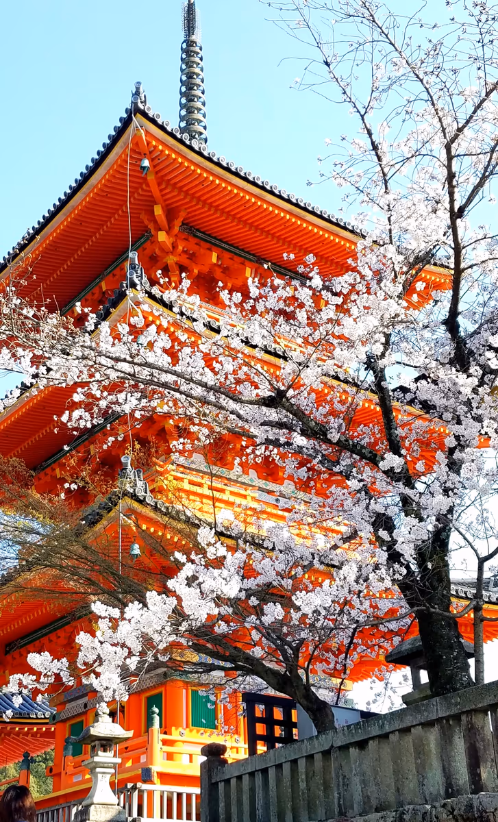 投稿写真：清水寺　春