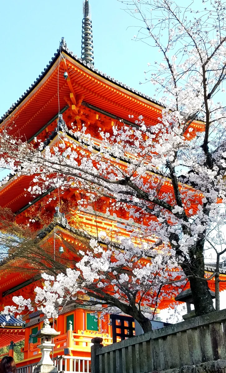 投稿写真：清水寺　春