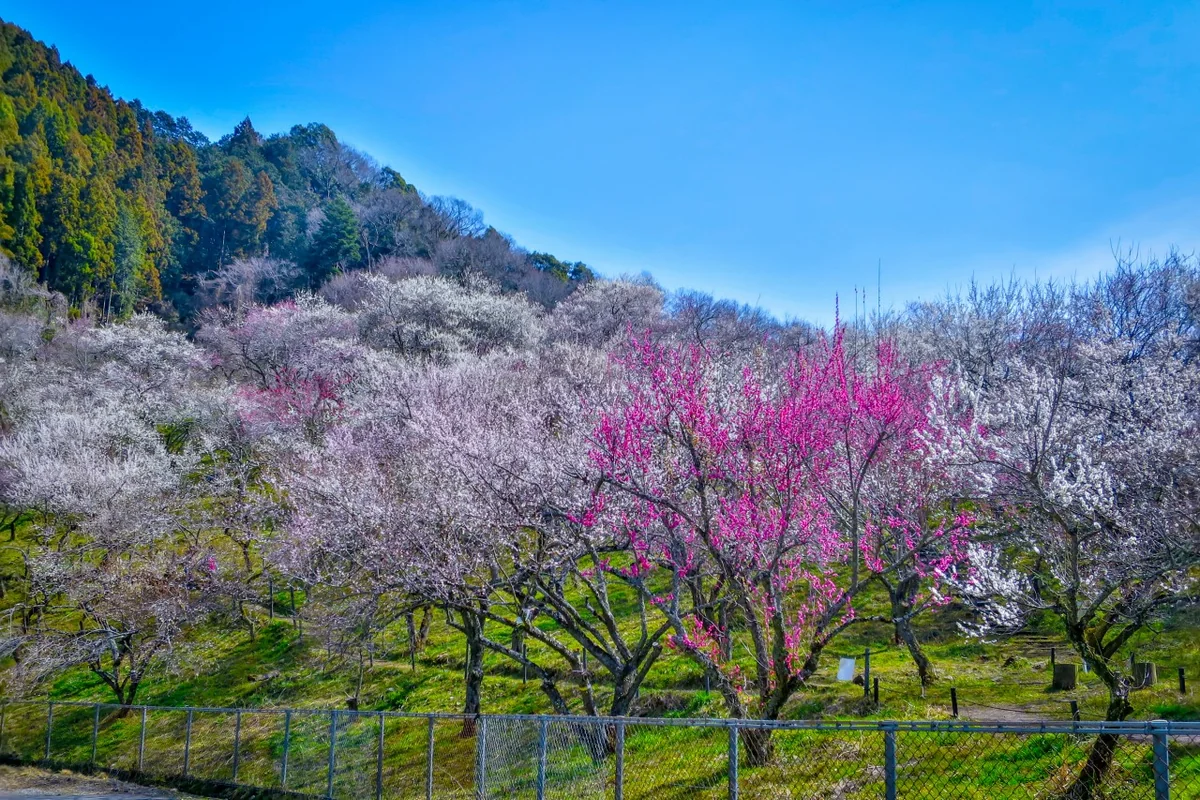 投稿写真：満開の紅白の梅林