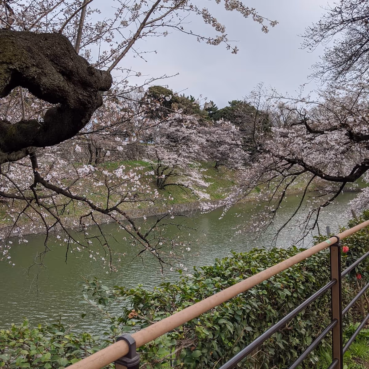 投稿写真：皇居　千鳥ヶ淵の桜