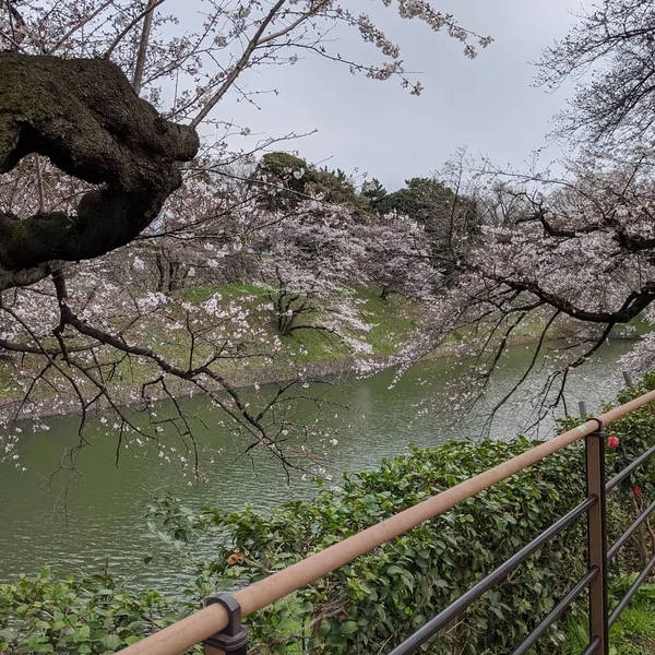 投稿：皇居　千鳥ヶ淵の桜