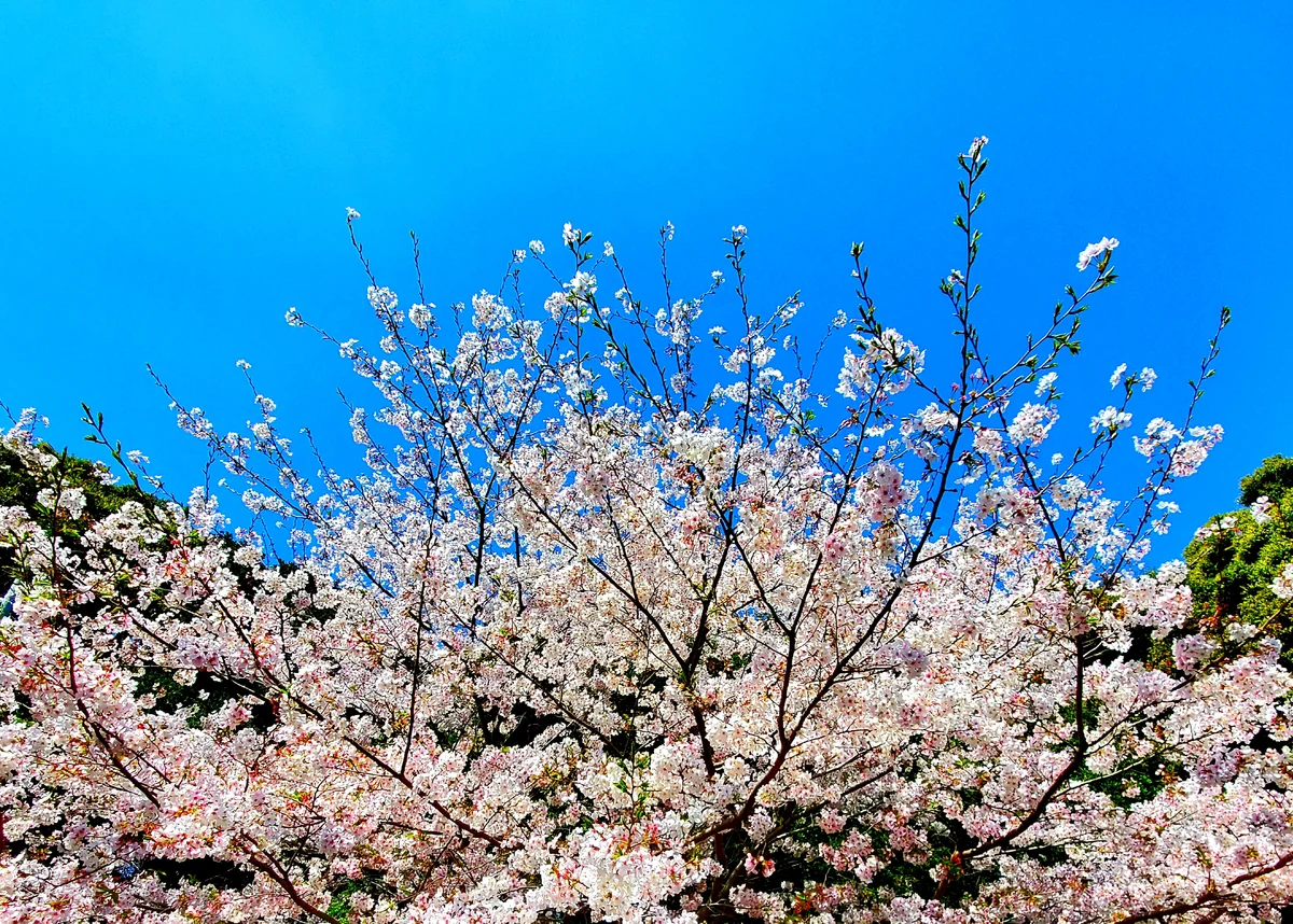 投稿写真：空の青とピンク色の桜