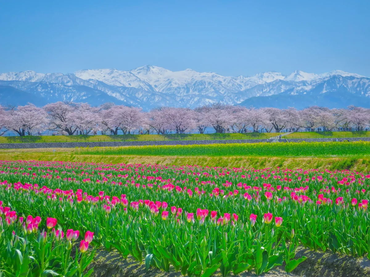 投稿写真：春の四重奏