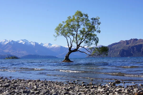 投稿：ワナカの木