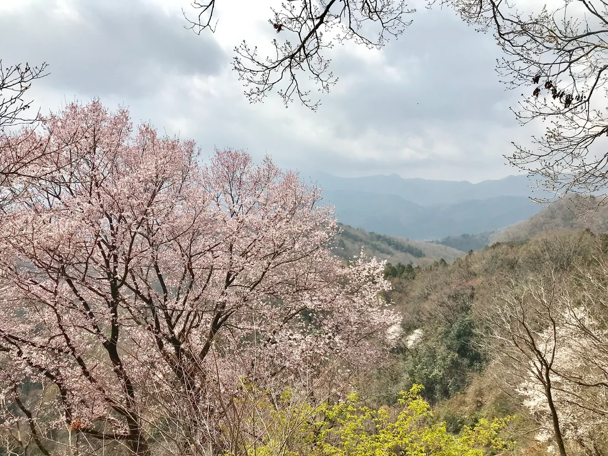 投稿写真：鐘撞堂山