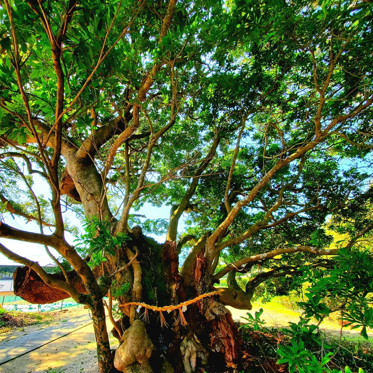 投稿写真：御神木、大神ホルトノキ