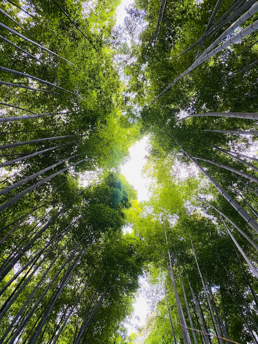 投稿写真：嵐山の竹林