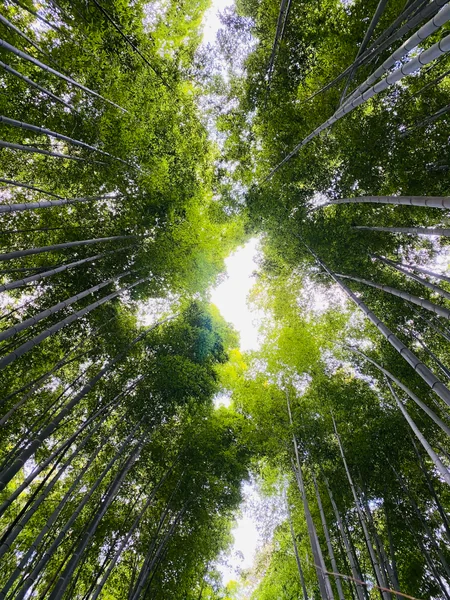 投稿：嵐山の竹林