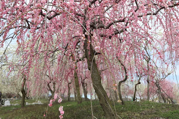 投稿：いなべ梅林公園