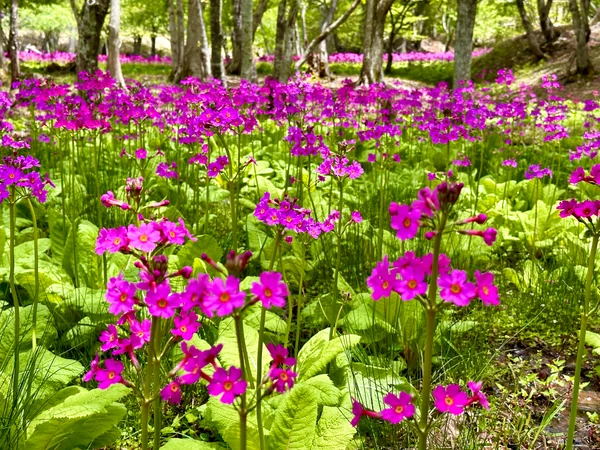 投稿：クリンソウ群生地