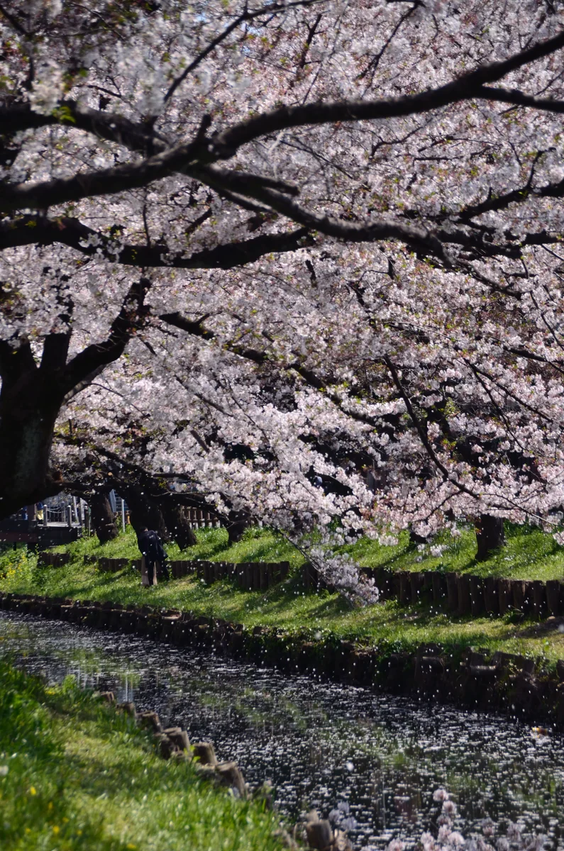 投稿写真：川越　新河岸川の桜