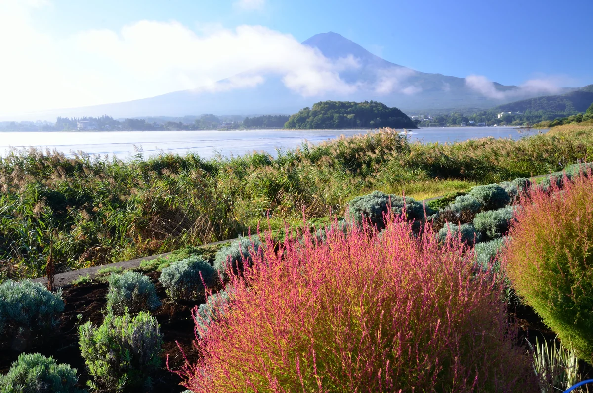 投稿写真：コキアと富士山