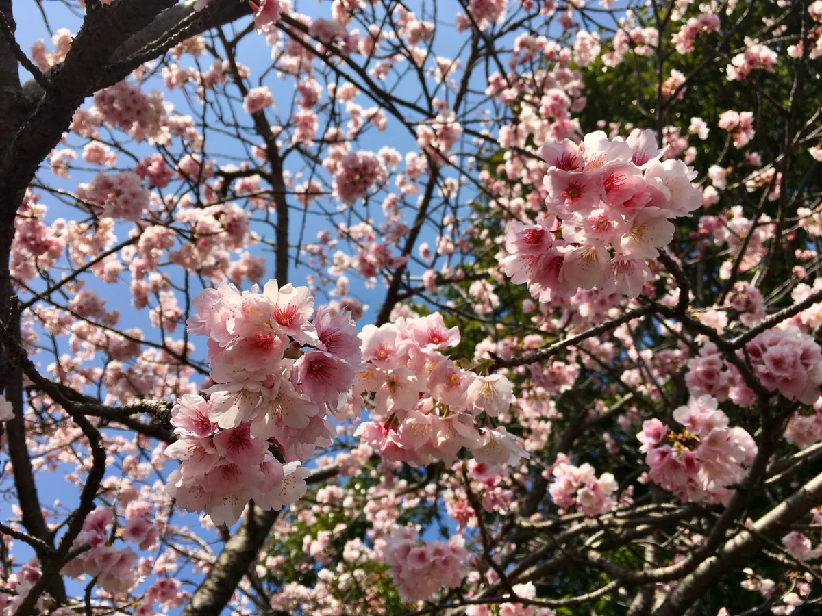 投稿写真：伊豆の河津桜