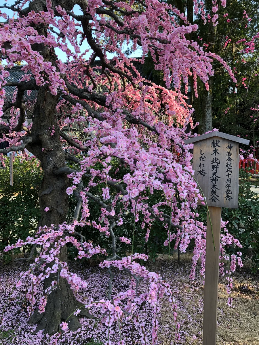 Hidekoさんの投稿写真