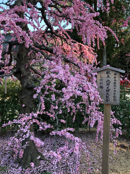 投稿：北野天満宮