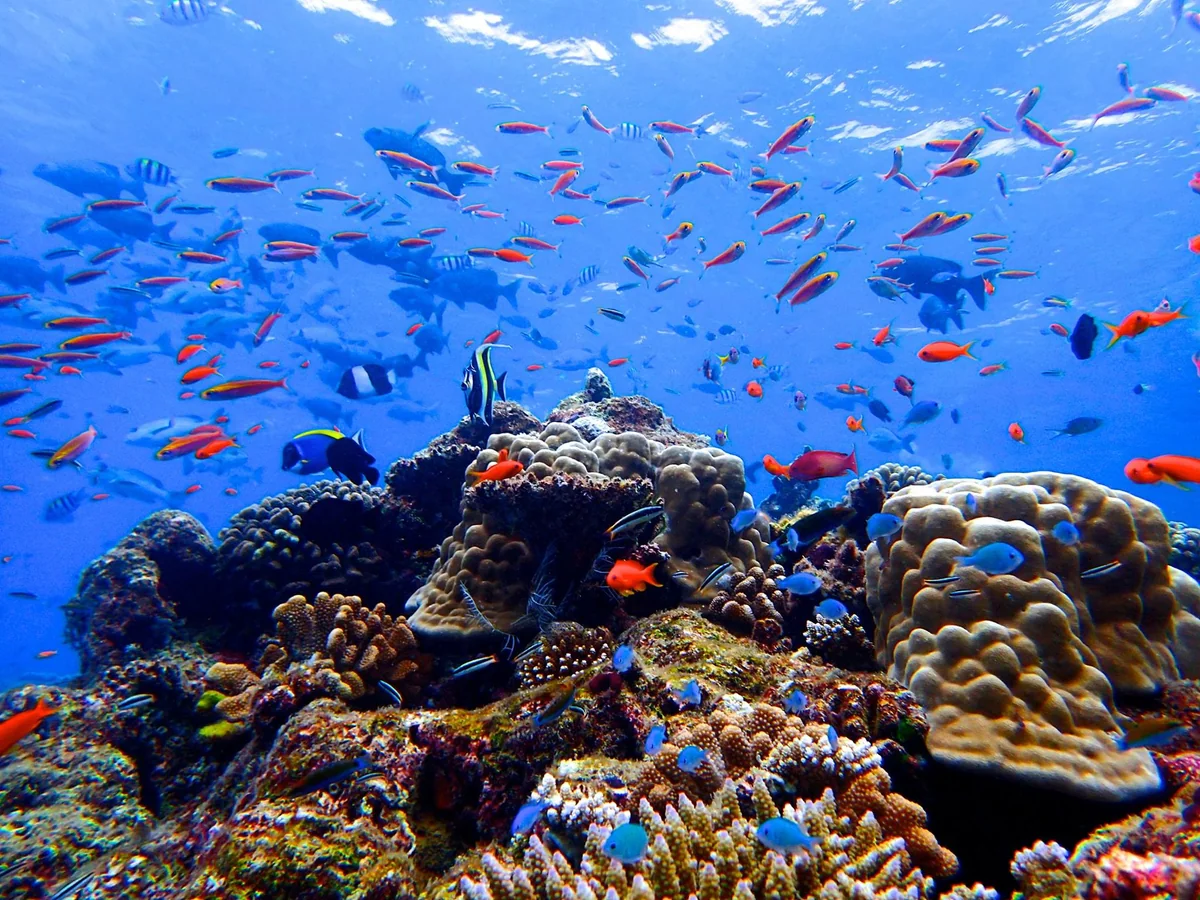 投稿写真：モルディブ