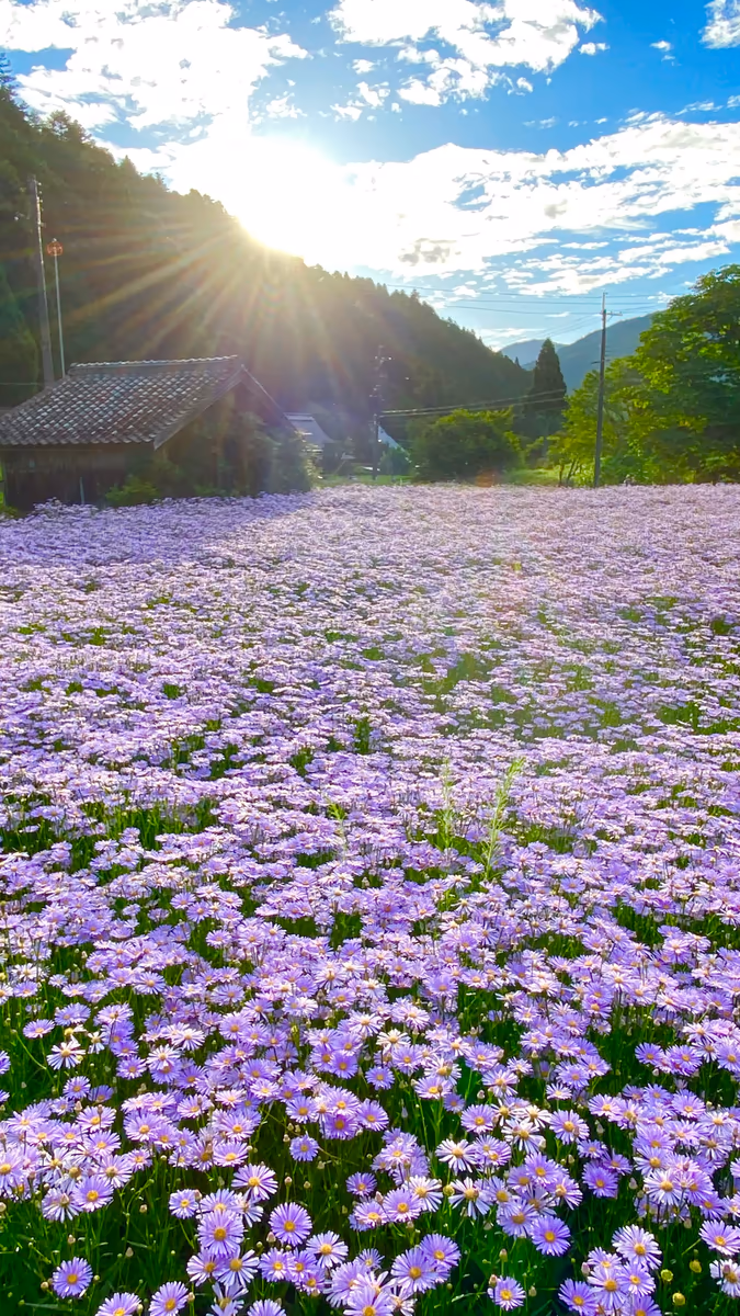 投稿写真：まるで薄紫色の絨毯⁉️京都の秘境 久多地区にだけ咲く北山友禅菊