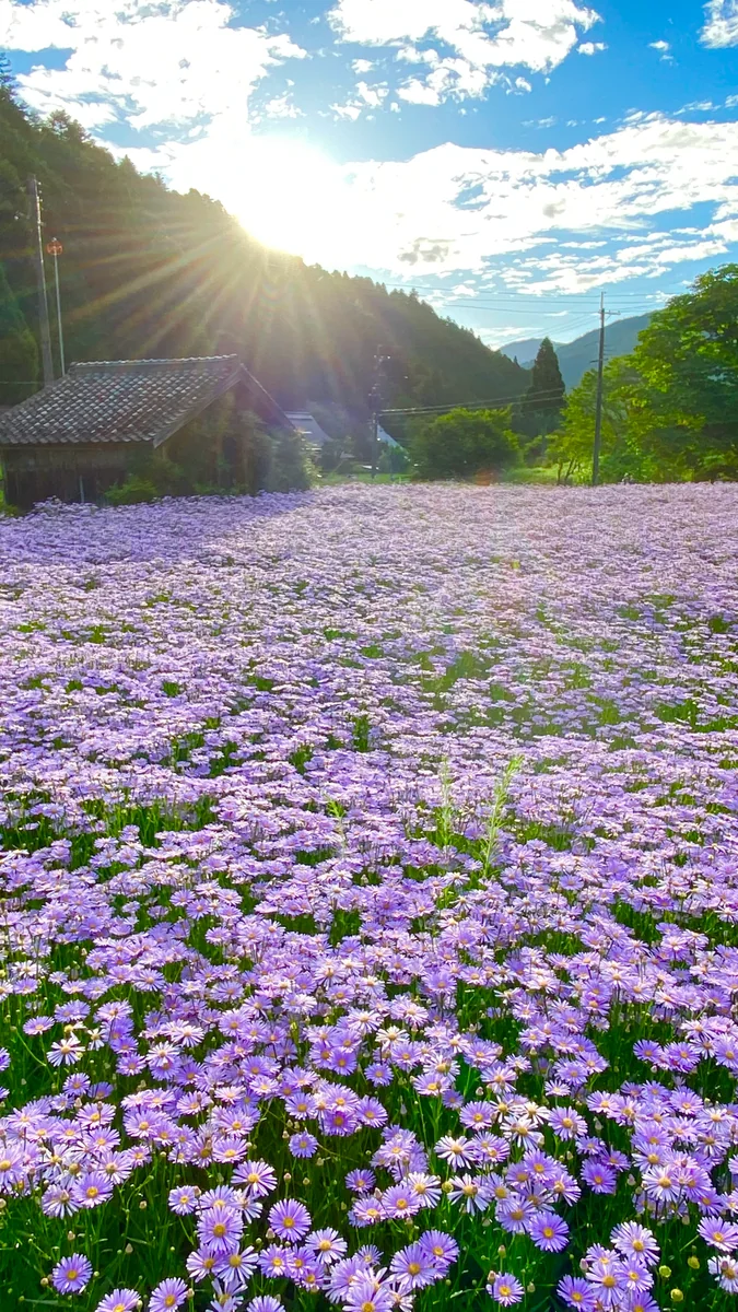 投稿写真：まるで薄紫色の絨毯⁉️京都の秘境 久多地区にだけ咲く北山友禅菊