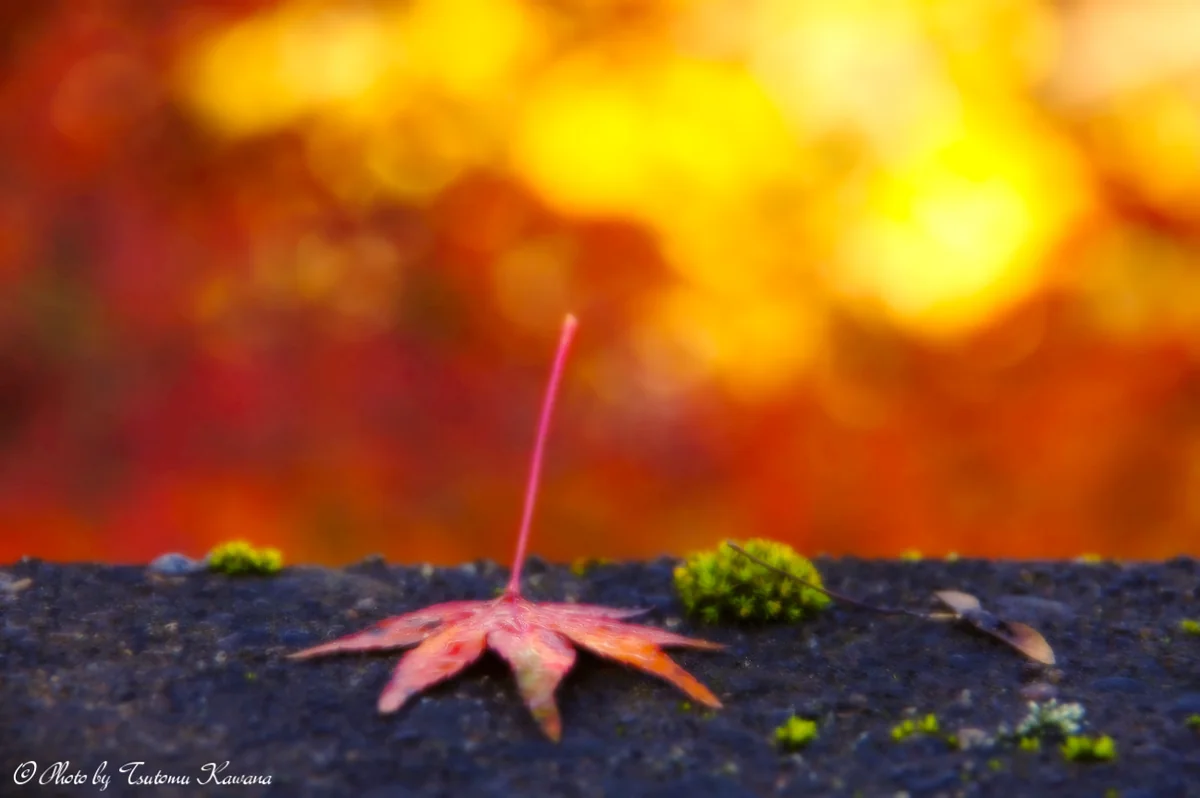投稿写真：秋色の妖精、舞い降りて♪