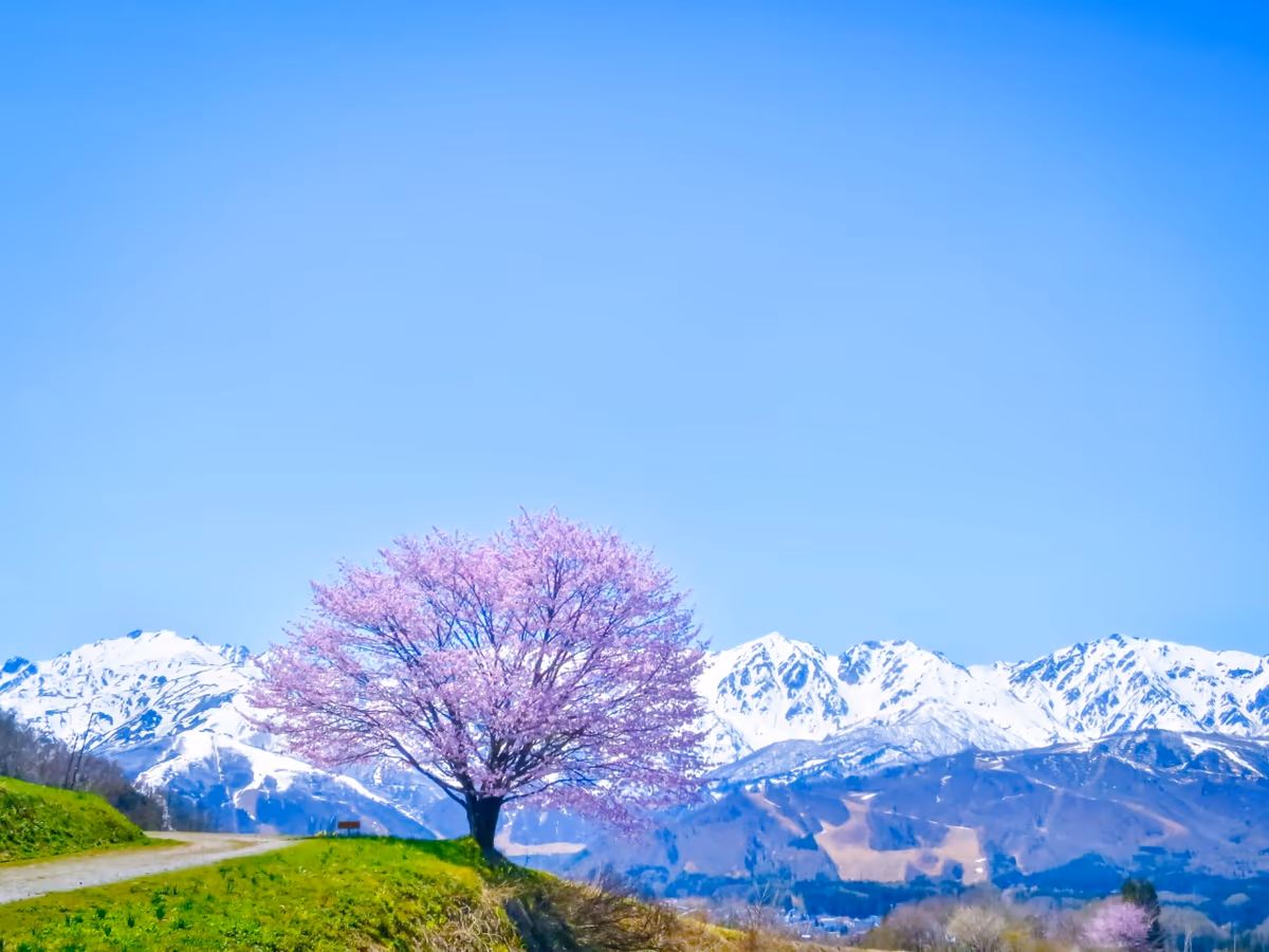 投稿写真：青空に映える満開の一本桜と残雪の白馬三山