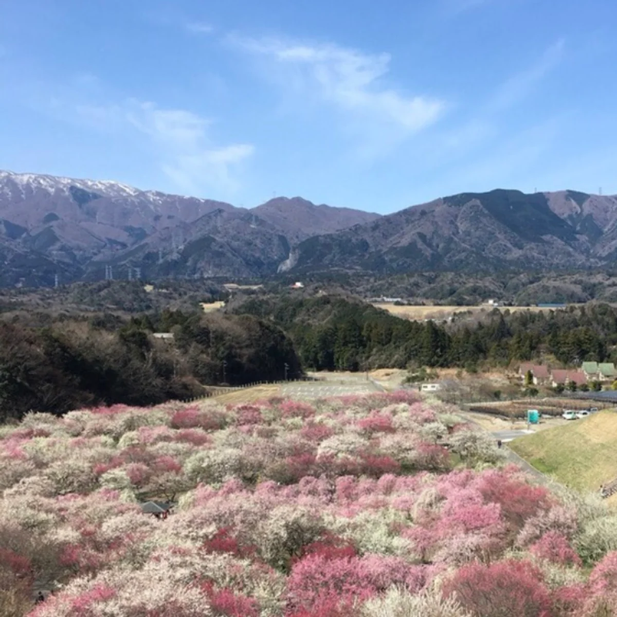 投稿写真：いなべ梅まつり