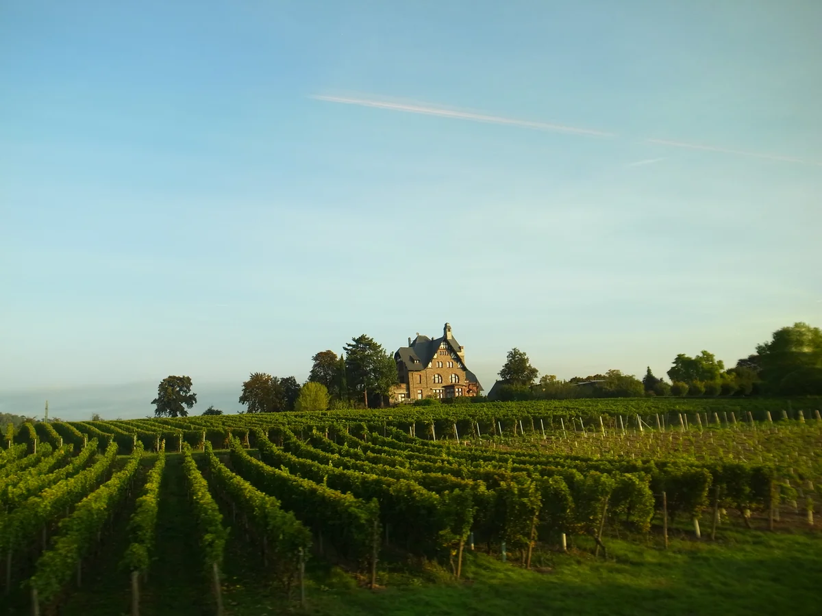 投稿写真：ドイツのぶどう畑