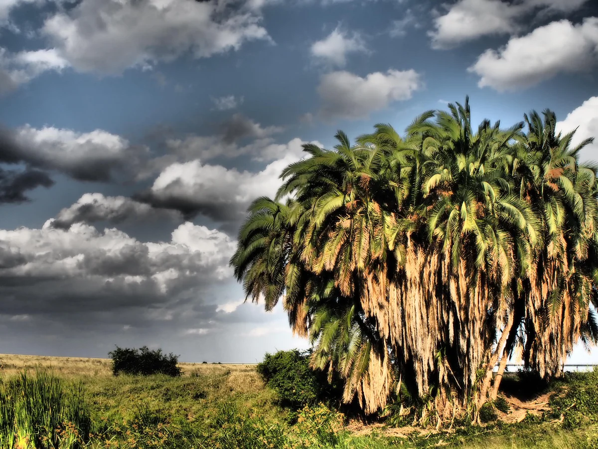 投稿写真：ナイロビ国立公園のヤシ？です