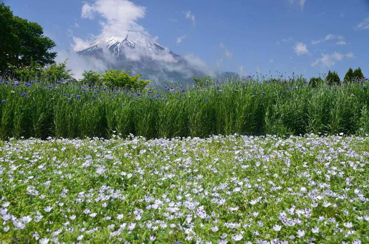 投稿写真：ネモフィラと富士