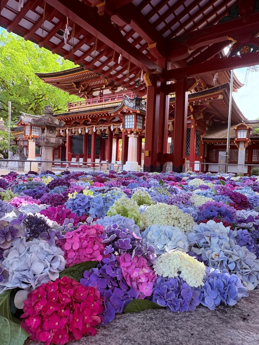 投稿写真：太宰府天満宮紫陽花のお手水