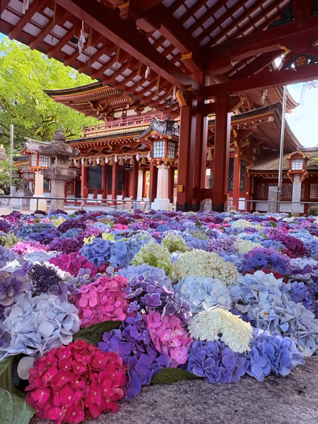 投稿：太宰府天満宮紫陽花のお手水