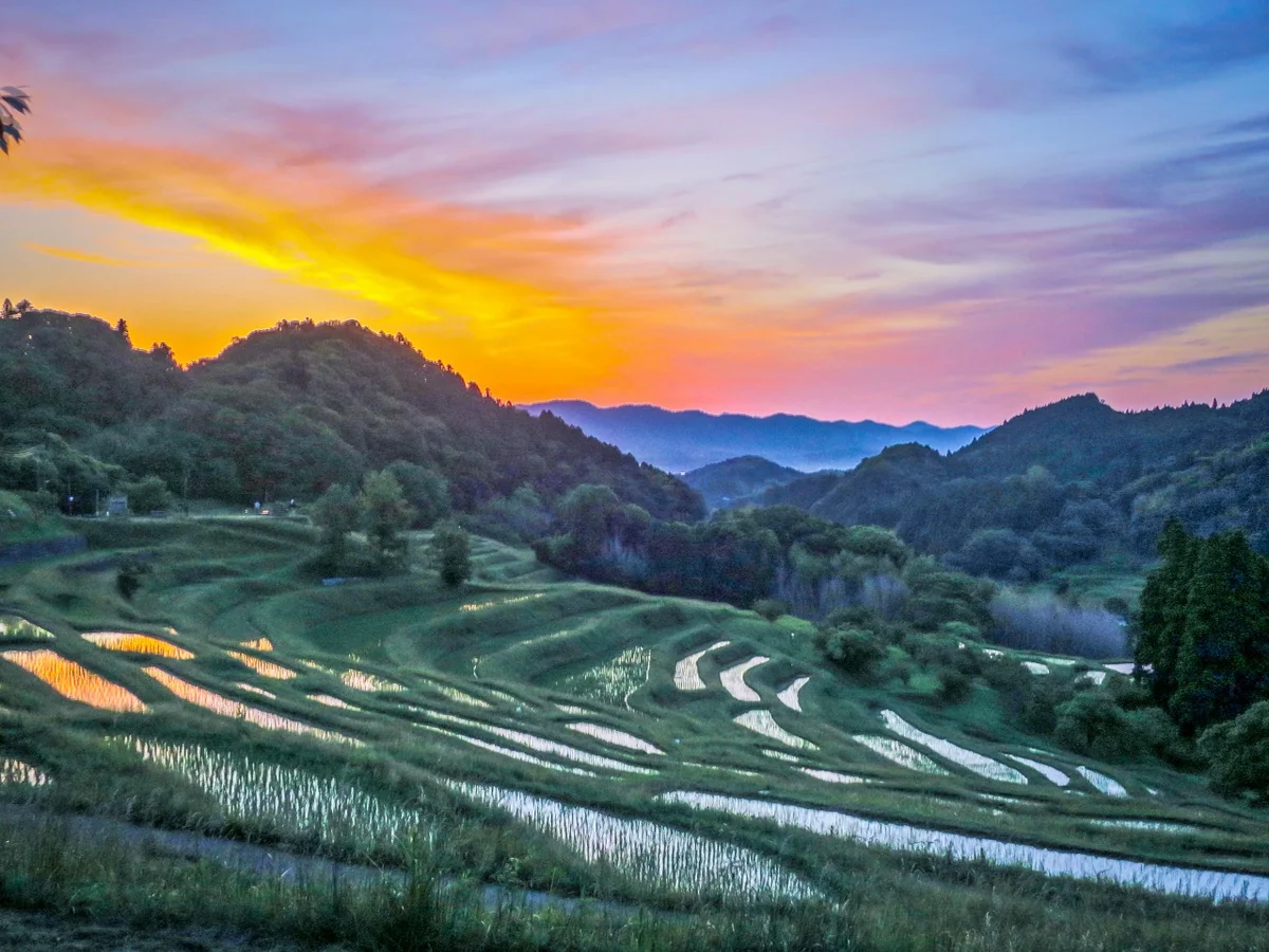 投稿写真：棚田の朝焼け