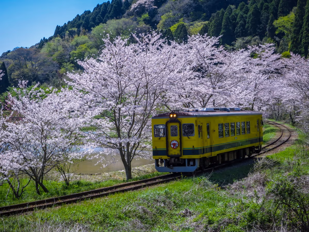 投稿写真：満開の桜のトンネルを進むいすみ鉄道