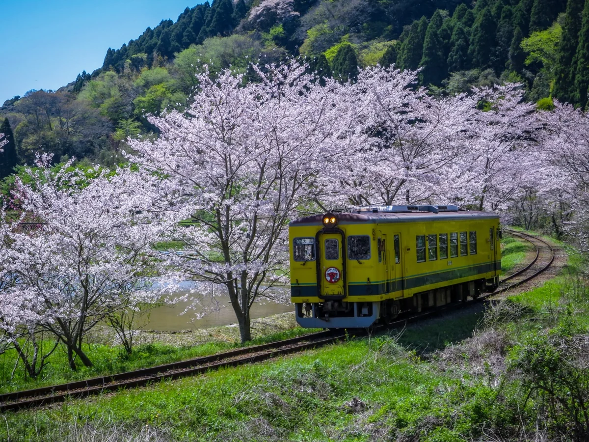 投稿写真：満開の桜のトンネルを進むいすみ鉄道