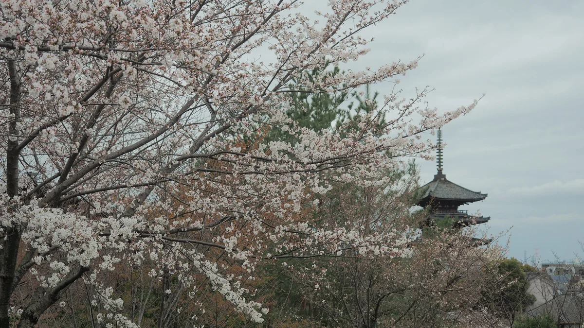 投稿写真：八坂の塔と曇天の桜