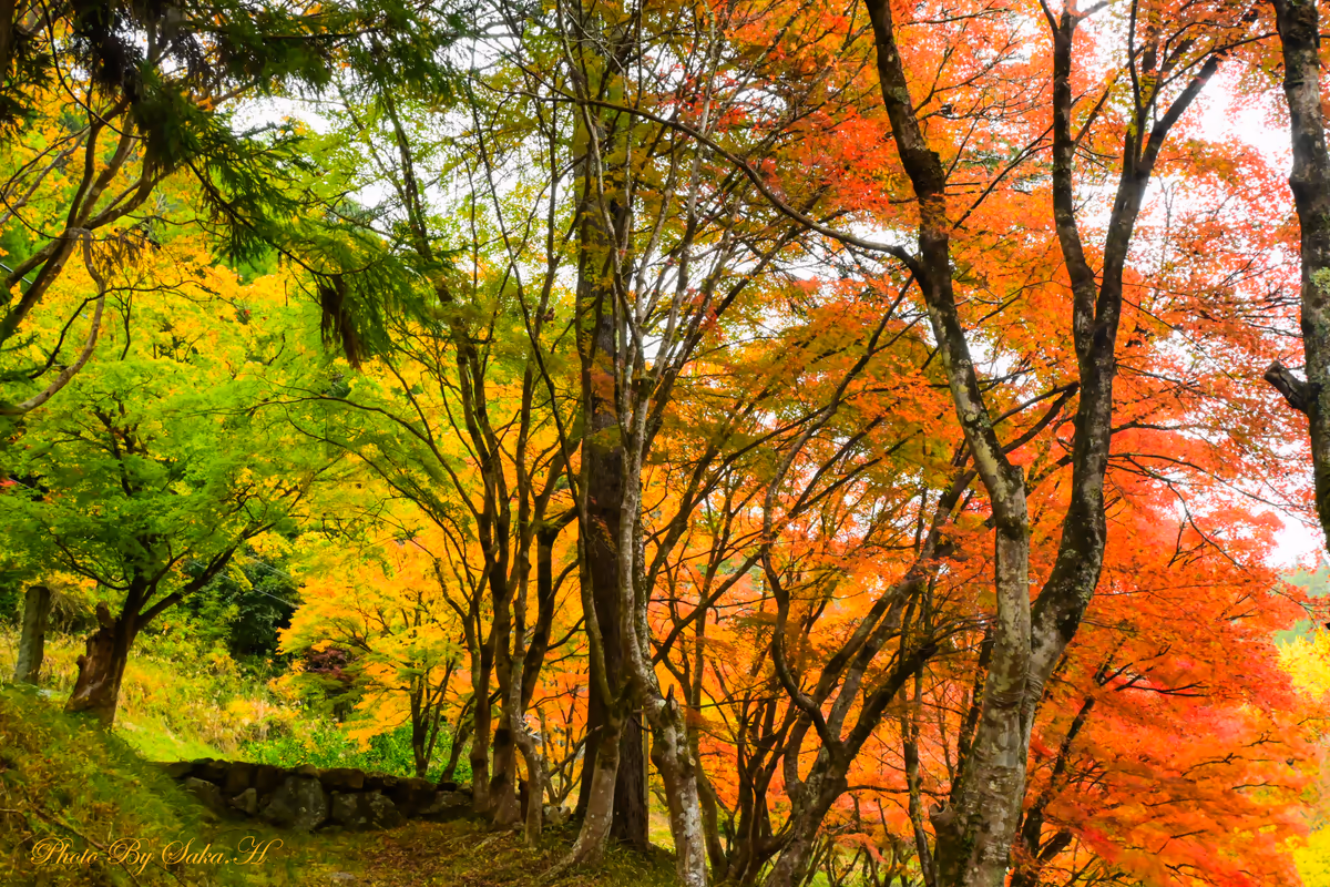 投稿写真：グラデーション