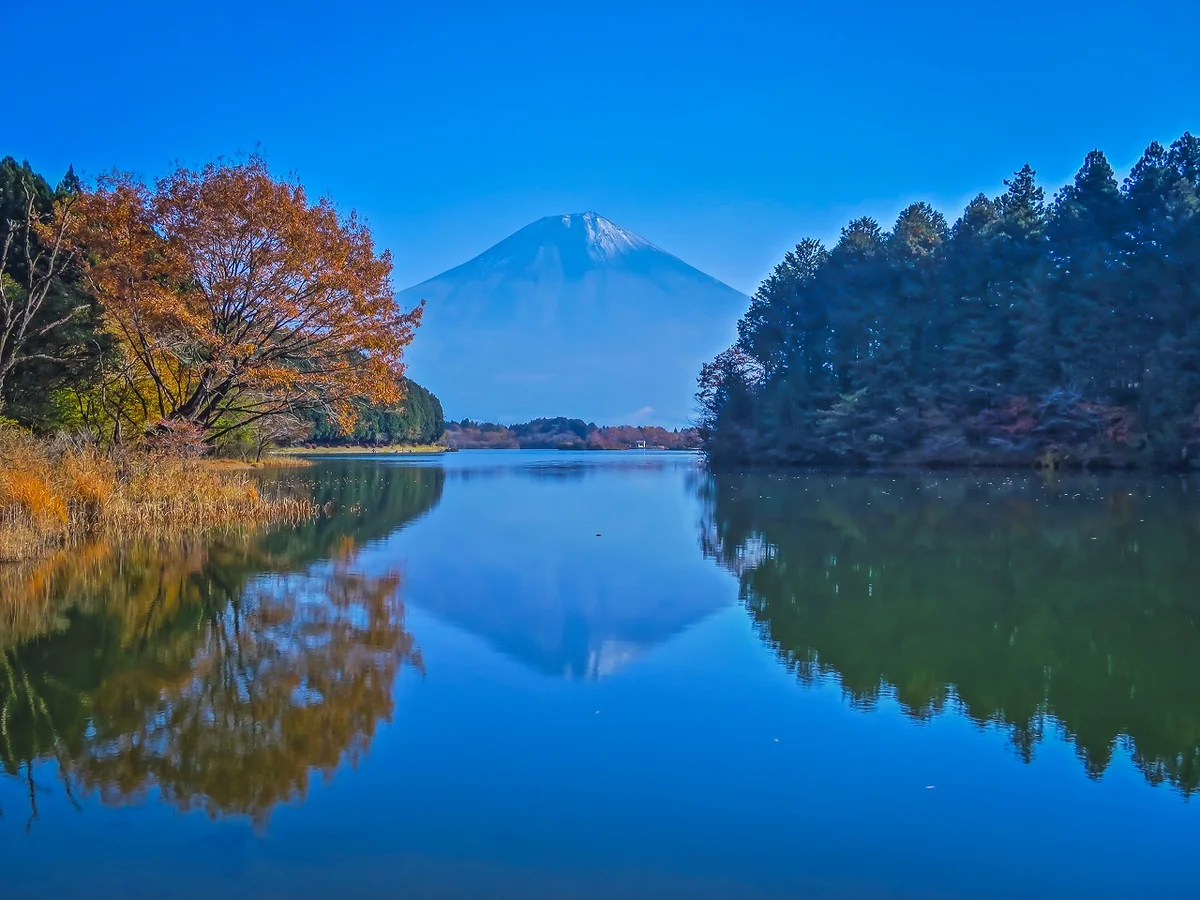 投稿写真：黄葉逆さ富士