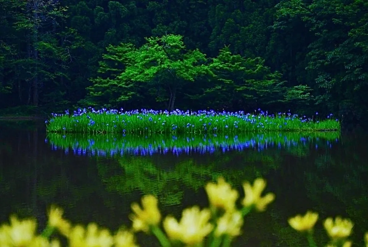 投稿写真：羨望の青紫と憧憬の黄金色